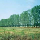 Hàng cây được trồng để ngăn chặn cát lún