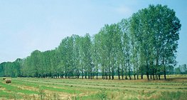 Hàng cây được trồng để ngăn chặn cát lún