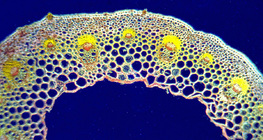 Mặt cắt ngang phiến lá