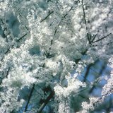 Hoa trắng của cây mân hoang