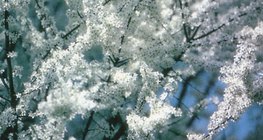 Hoa trắng của cây mân hoang