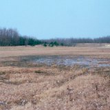 Cây được trồng để ngăn chặn cát lún