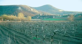 Mùa đông trong vườn táo