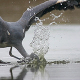 Chim bắt cá trên băng