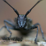 Chân dung côn trùng