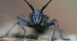 Chân dung côn trùng