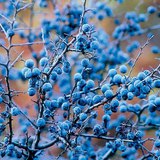 Quả hạch của cây mân hoang