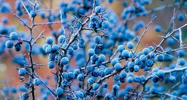 Quả hạch của cây mân hoang