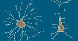 Tế bào thần kinh