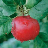 The fruit of the apple tree