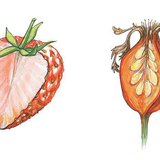 Mặt cắt ngang của dâu tây và quả tầm xuân