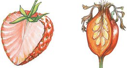 Mặt cắt ngang của dâu tây và quả tầm xuân