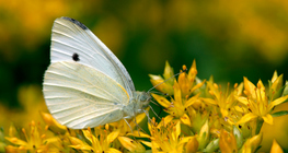 Bắp cải bướm trắng