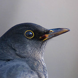 Chim đen phổ biến