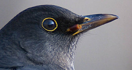 Chim đen phổ biến