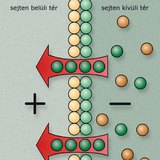 Ingerületi állapot (idegsejtek)