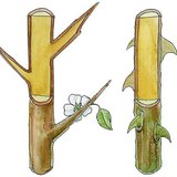 Cây gai của cây bụi đen và gai của hoa hồng