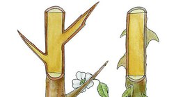 Cây gai của cây bụi đen và gai của hoa hồng