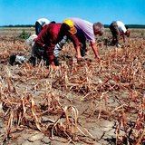 Hạn hán trong lô hành