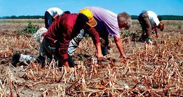 Hạn hán trong lô hành