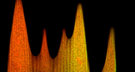 Cơ sở hạ tầng của quy mô cánh bướm