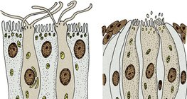Tế bào thụ thể cảm giác: tế bào thụ thể khứu giác (trái) và tế bào thụ thể gustarory (phải)