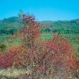 Bụi cây tầm xuân