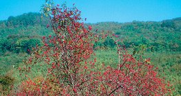 Bụi cây tầm xuân