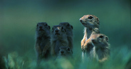 Sóc đất châu Âu