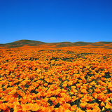Hoa anh túc California (Eschscholzia californiaica) trong khu bảo tồn thiên nhiên