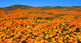 Hoa anh túc California (Eschscholzia californiaica) trong khu bảo tồn thiên nhiên