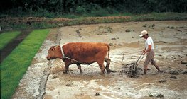 Quy trình sản xuất lúa gạo - 1