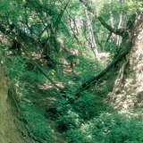 Cao nguyên hoàng thổ