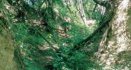 Cao nguyên hoàng thổ