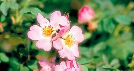 Hoa của cây tầm xuân