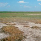 Hồ sơ đất mặn