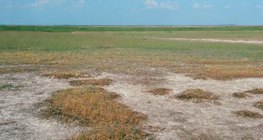 Hồ sơ đất mặn