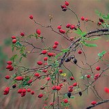 Quả tâm xuân là quả của cây hồng