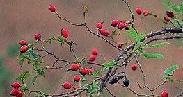 Quả tâm xuân là quả của cây hồng