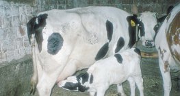 Một con bò con đang bú bắp chân