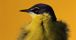 Đuôi ngựa màu vàng