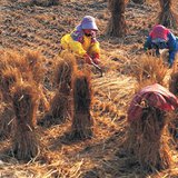 Quy trình sản xuất lúa gạo - 3