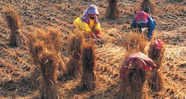 Quy trình sản xuất lúa gạo - 3