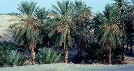 Ốc đảo với ngày