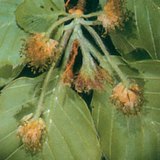 Hoa đuôi sóc của cây Chi Cử