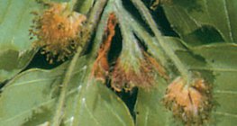 Hoa đuôi sóc của cây Chi Cử