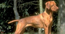 Vizsla Hungary