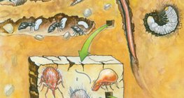 Các sinh vật sống trong đất