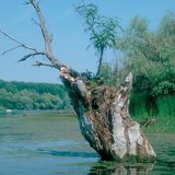 Hồ biến mất: đầm lầy