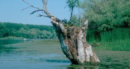 Hồ biến mất: đầm lầy